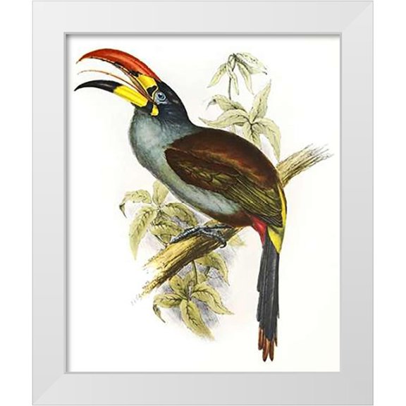 Ashley, Aaron 12x14 White Modern Wood Framed Museum Art Print Titled - Pteroglossus Hypoglaucus