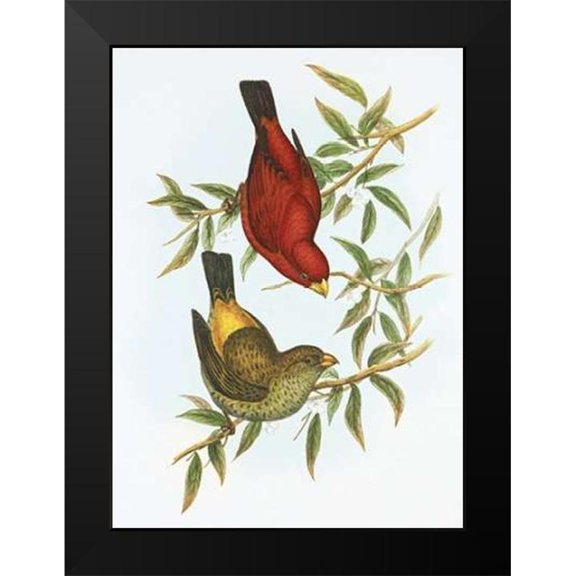 Ashley, Aaron 19x24 Black Modern Framed Museum Art Print Titled - Haematospiza Sipahi