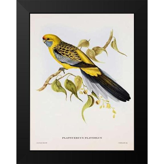 Ashley, Aaron 19x24 Black Modern Framed Museum Art Print Titled - Platycercus Derbianus