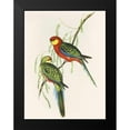 thumbnail image 1 of Ashley, Aaron 19x24 Black Modern Framed Museum Art Print Titled - Platycercus Icterotis, 1 of 4