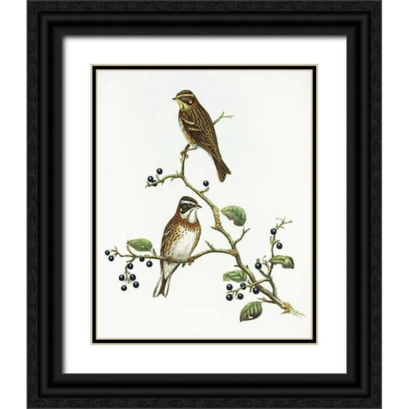 Ashley, Aaron 20x24 Black Ornate Wood Framed with Double Matting Museum Art Print Titled - Emberiza Rustica