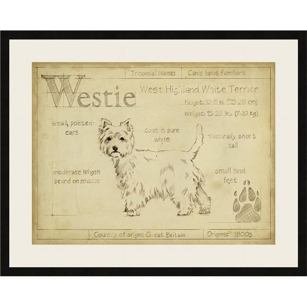 Antique Yellow Canine Study Framed Paper Print with Black Wooden Frame