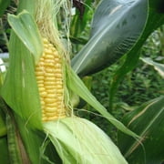 Ashworth Sweet Corn Seeds - 200 Count Seed Pack - A Very Tasty, Open-pollinated Home Garden Corn - Country Creek LLC