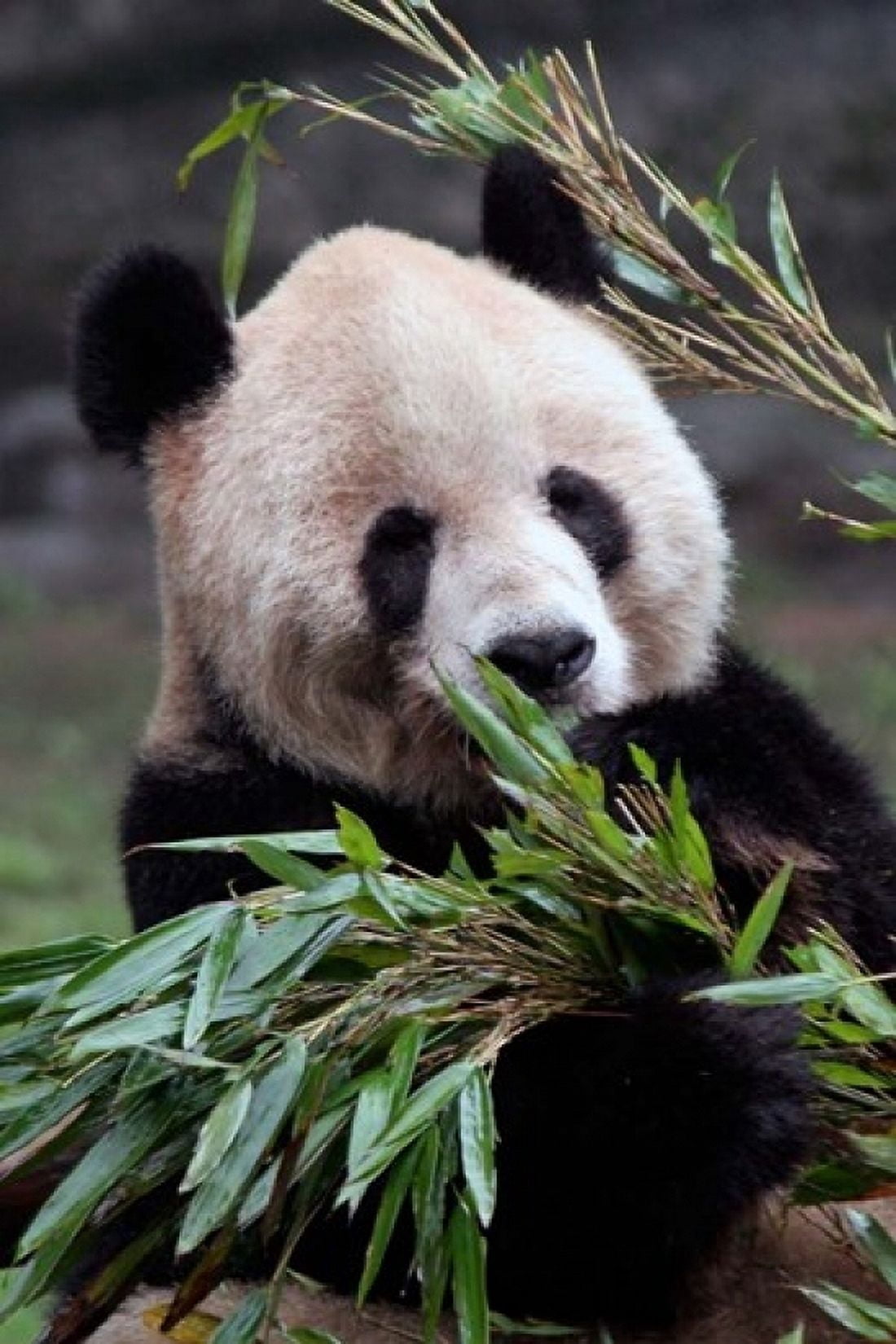 Asia China Chongqing Giant Panda bear Chongqing Zoo Canvas Art - Kymri Wilt DanitaDelimont (11 x 17)