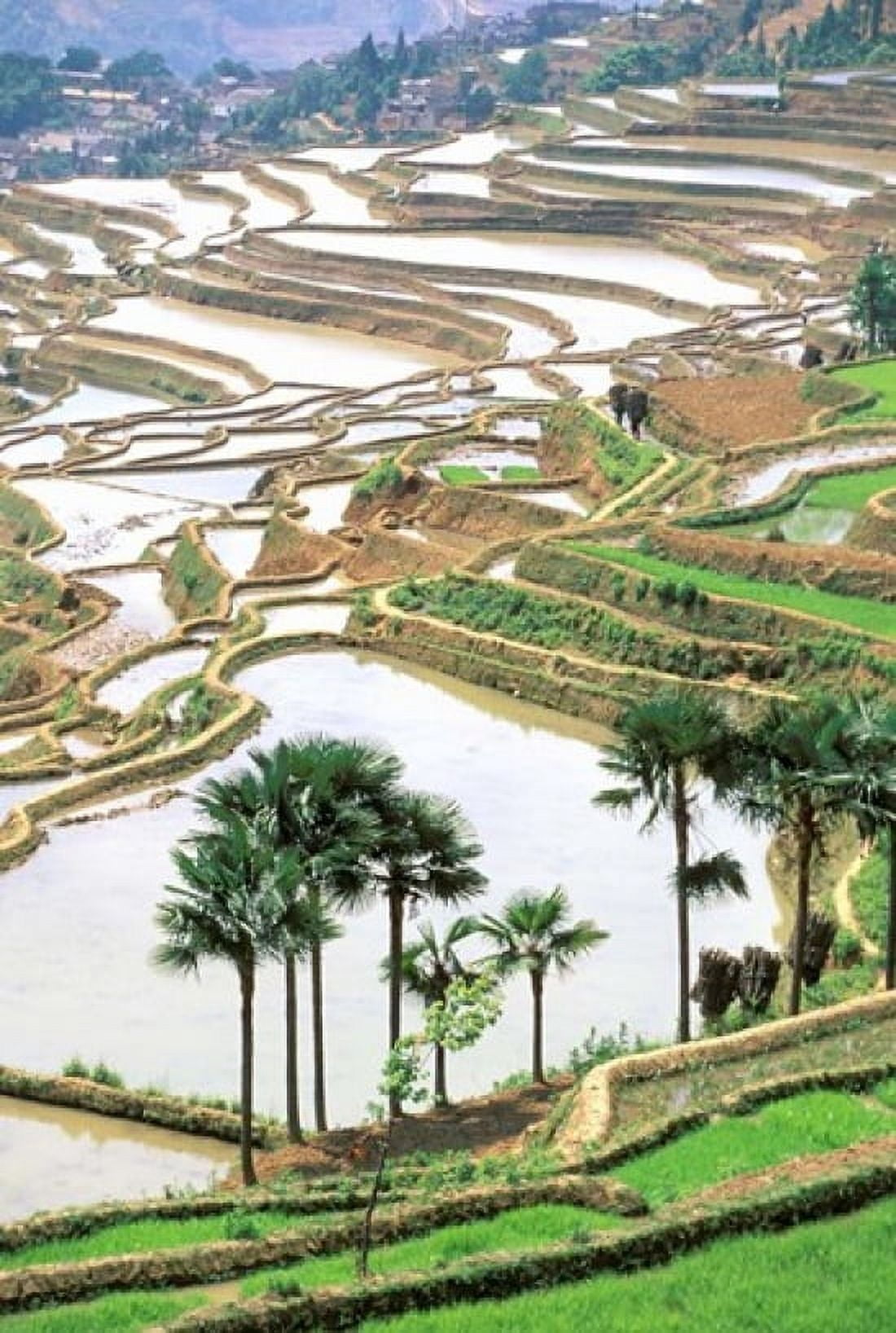 Asia China Yunnan Province Jiayin Flooded terraces Canvas Art - Charles Crust  DanitaDelimont (24 x 35)