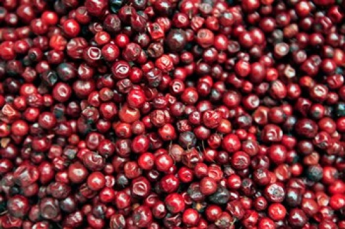 Asia India Darjeeling Red berries Fresh Fruits Canvas Art - Kymri Wilt DanitaDelimont (29 x 19)
