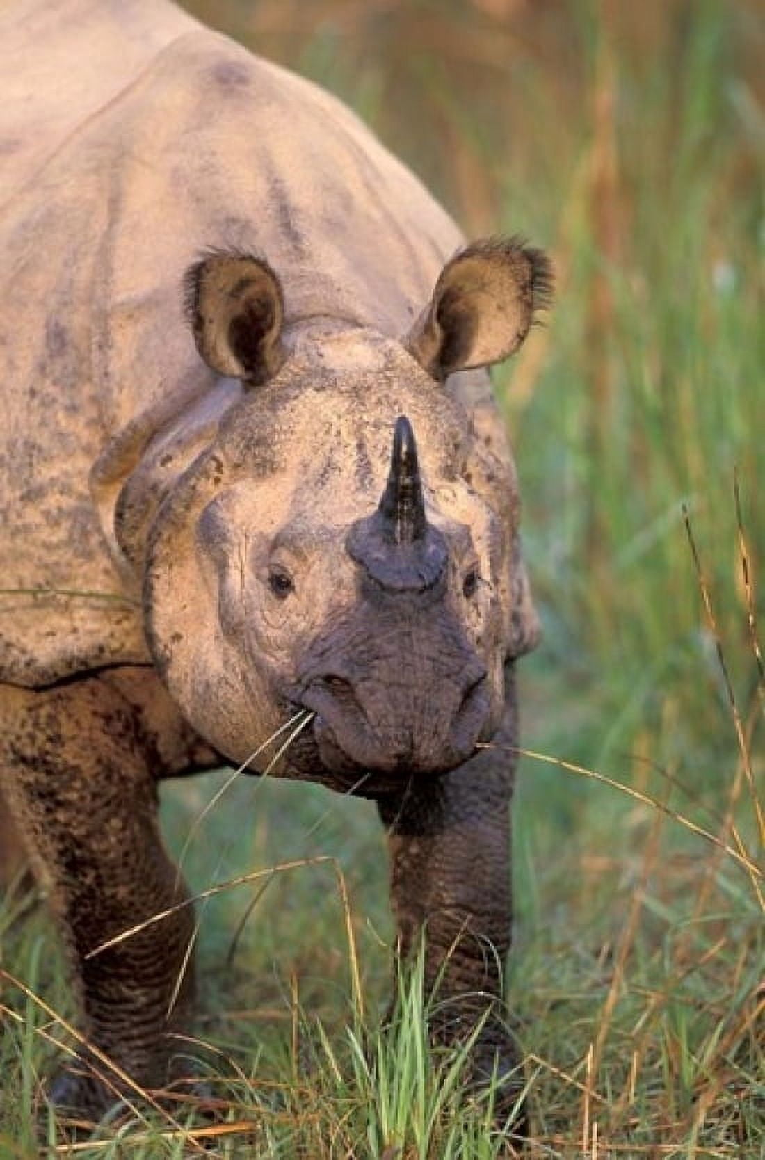 Asia Nepal Royal Chitwan NP Indian rhinoceros Canvas Art - Art Wolfe DanitaDelimont (24 x 36)