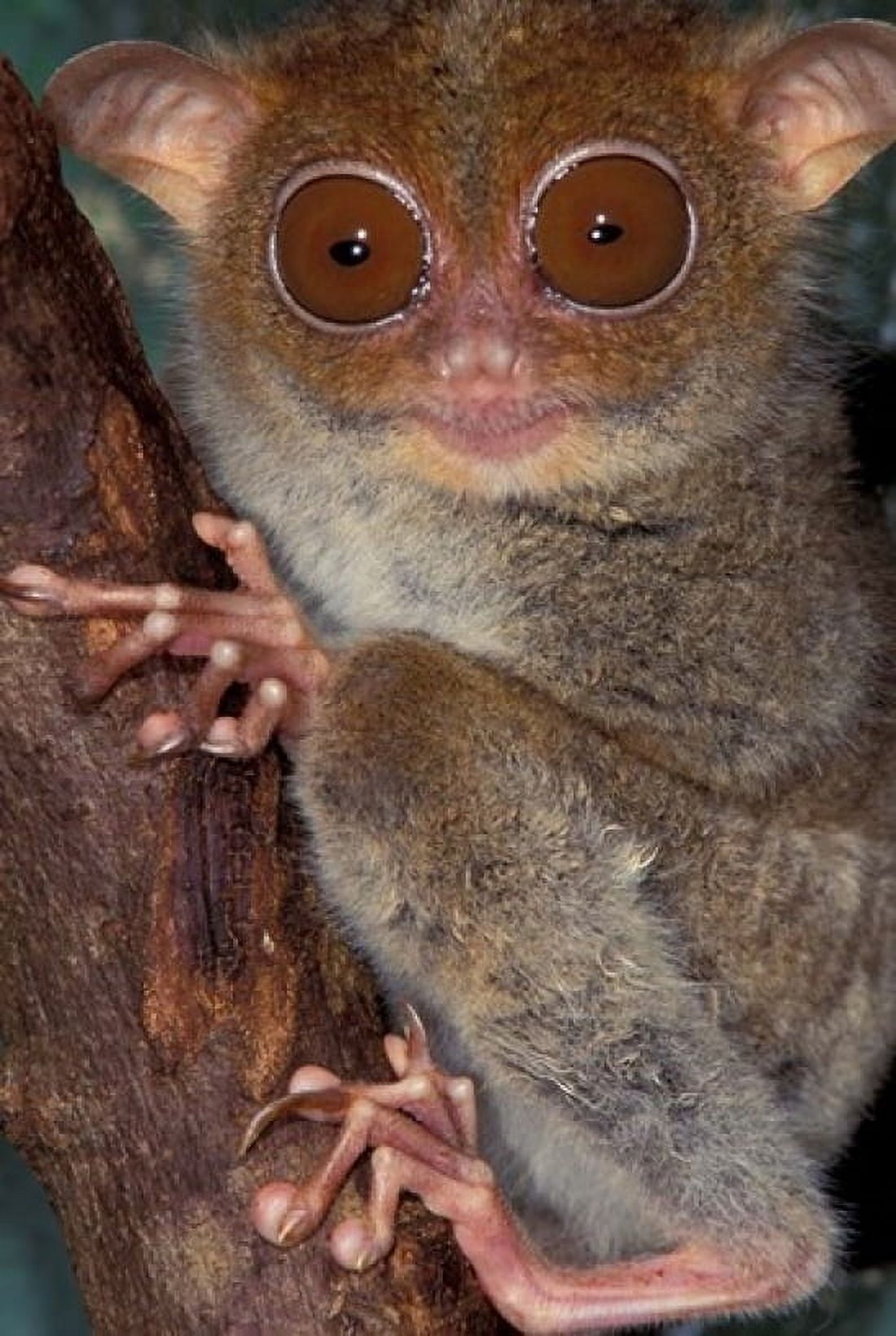 Asia Philippines Tarsier Canvas Art - Art Wolfe DanitaDelimont (24 x 36)