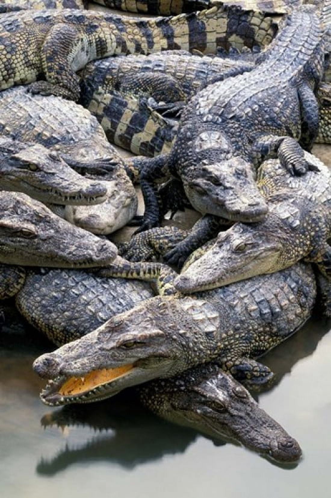 Asia Thailand Crocodiles Canvas Art - Gavriel Jecan DanitaDelimont (18 x 27)