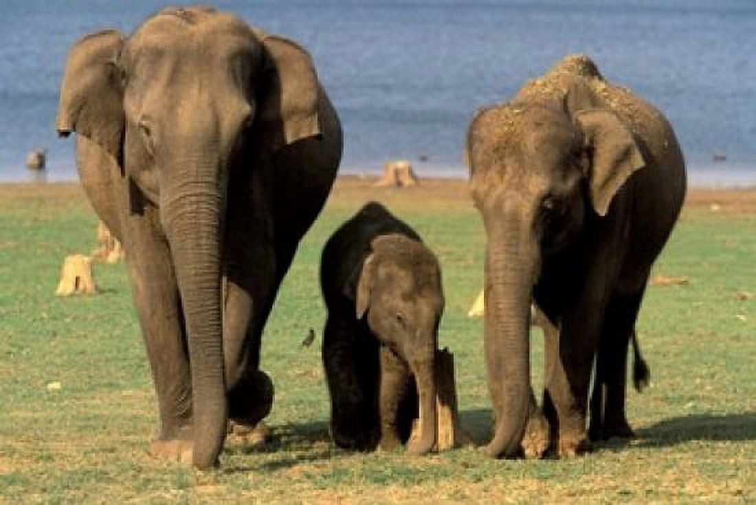 Asian Elephant Family Nagarhole National Park India Canvas Art - Gavriel Jecan DanitaDelimont (36 x 24)