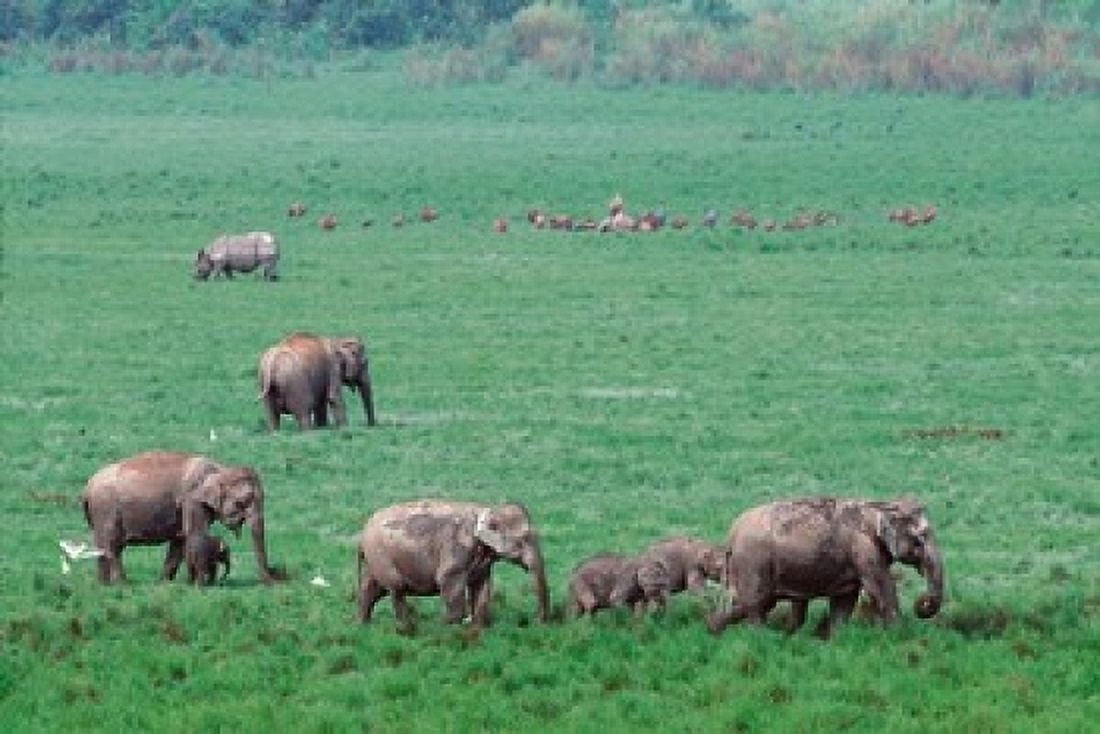 Asian Elephant in Kaziranga National Park India Canvas Art - Dee Ann Pederson DanitaDelimont (18 x 24)