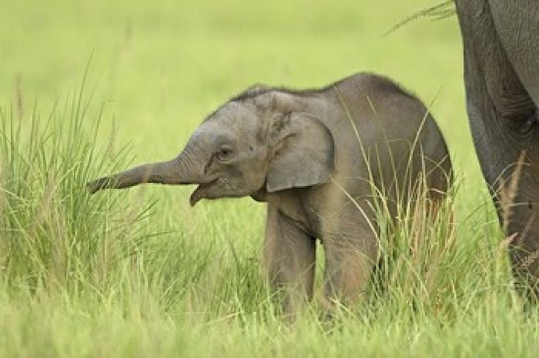 Asian ElephantCorbett National Park Uttaranchal India Canvas Art - Jagdeep Rajput DanitaDelimont (36 x 24)