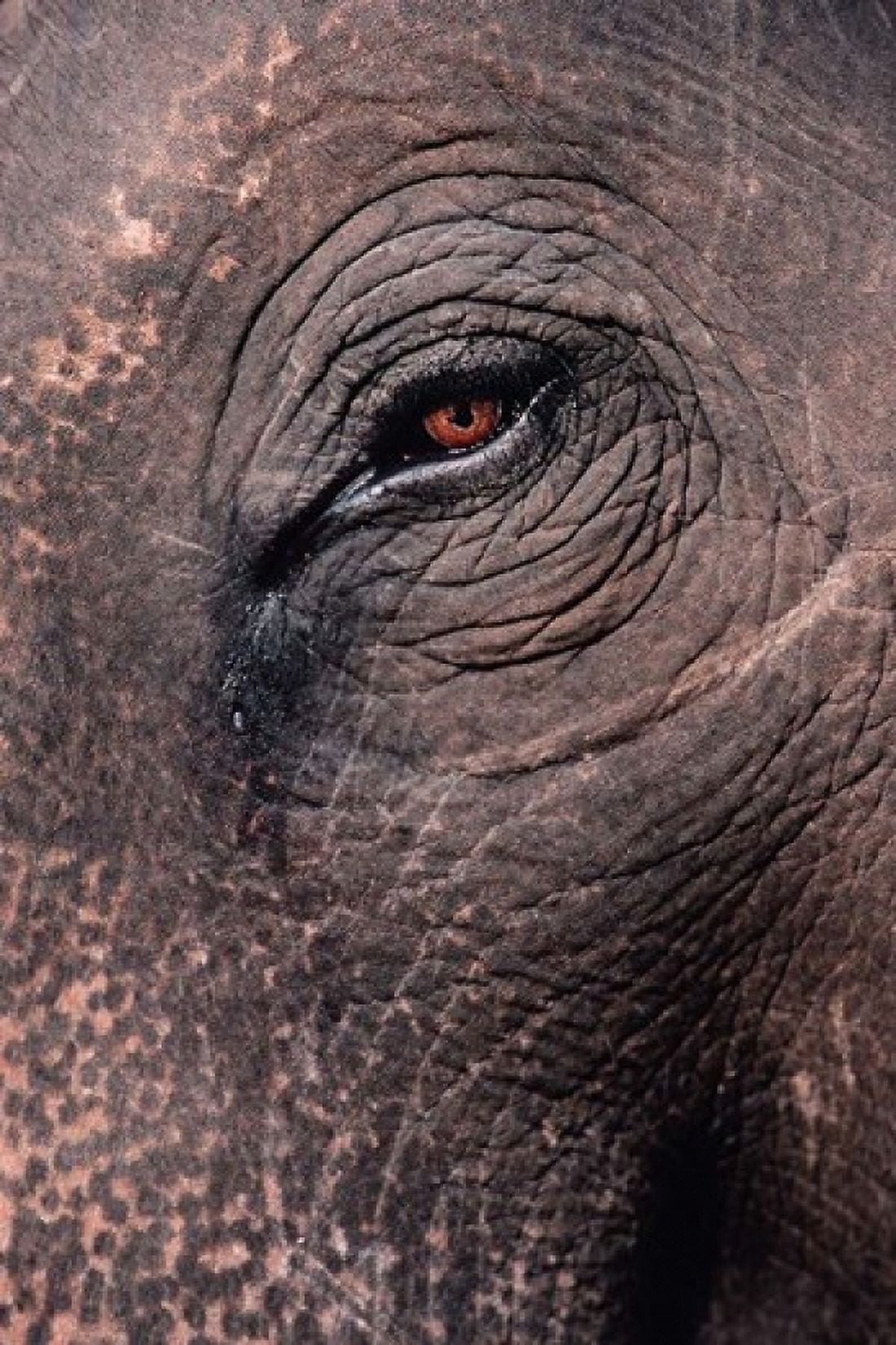 Asian Elephants Eye Kaziranga National Park India Canvas Art - Dee Ann Pederson DanitaDelimont (25 x 36)