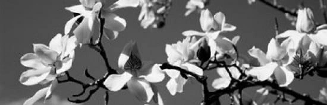 Asian Magnolia Blossoms CA Canvas Art - Panoramic Images (18 x 6)