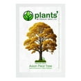 thumbnail image 1 of Asian Pear Tree | Premium Seeds | Pyrus pyrifolia 'Fall' | Plants'® (Premium Seeds, 50), 1 of 9
