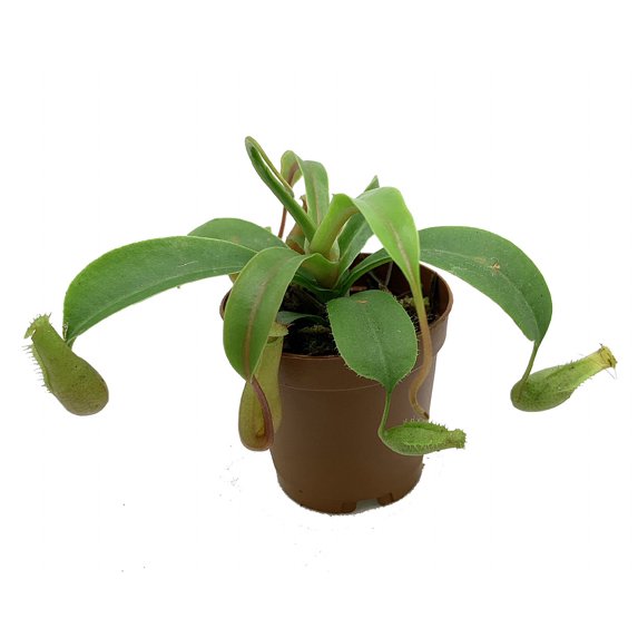 Asian Pitcher Plant - Nepenthes - Carnivorous - Exotic - 2" Pot