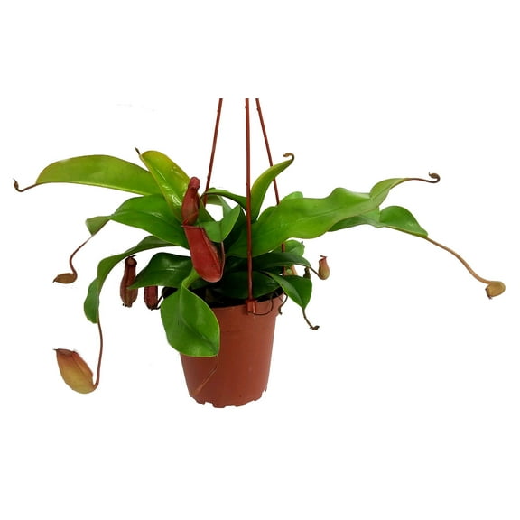 Asian Pitcher Plant - Nepenthes - Carnivorous - Exotic - 4" Hanging Pot
