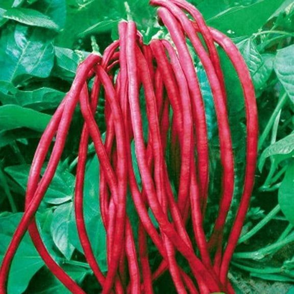 Asian Red Long Bean Seeds for Planting (30 Seeds) - Red Cowpea, Delicious and Huge Bean Pods