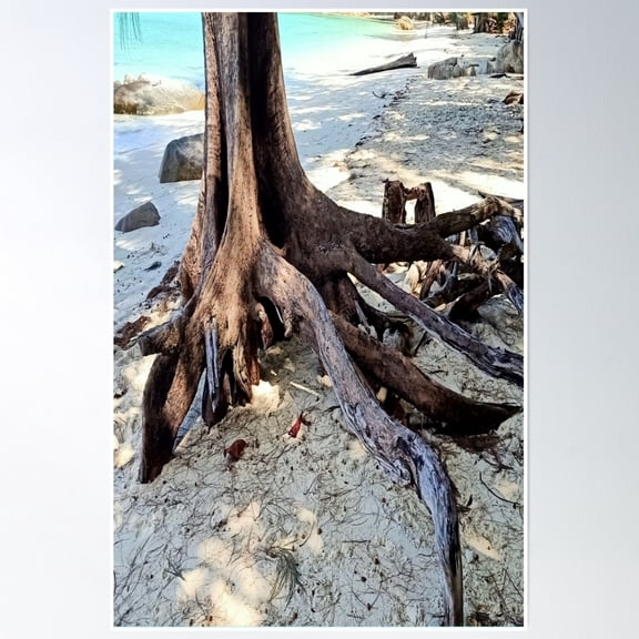 Asian Tree Roots On A Wonderful Beach With A View Of The Sea Poster Wall Art, Modern Wall Decor, 8x12 UNFRAMED