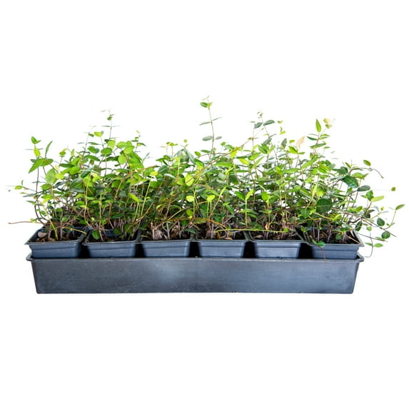 Expert Gardener Asiatic Jasmine - 18 Pack (3.25 In. Pots) Evergreen Groundcover Vine - Full Sun Live Outdoor Plant