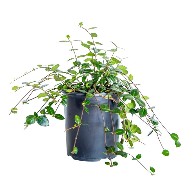 Expert Gardener Asiatic Jasmine (2.5 Quart) Evergreen Groundcover