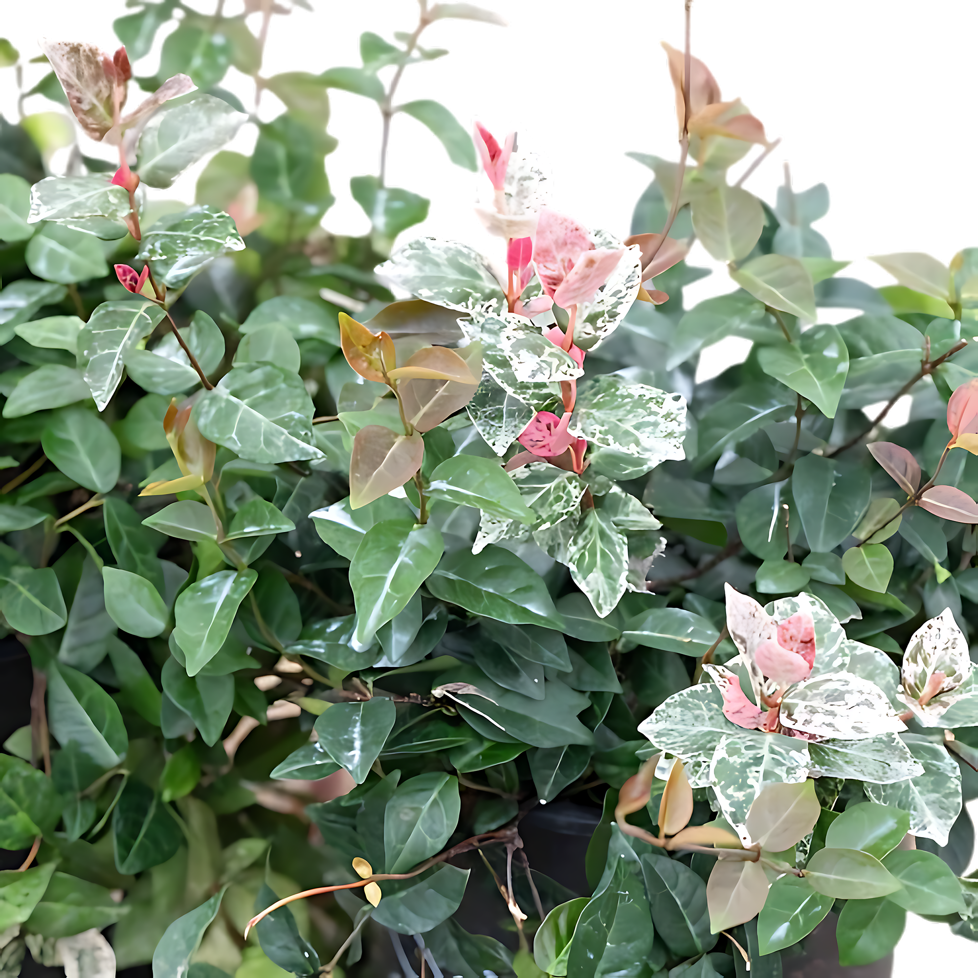Asiatic Jasmine Live Plants, Evergreen Groundcover, Glossy Green Leaves, Easy Growth