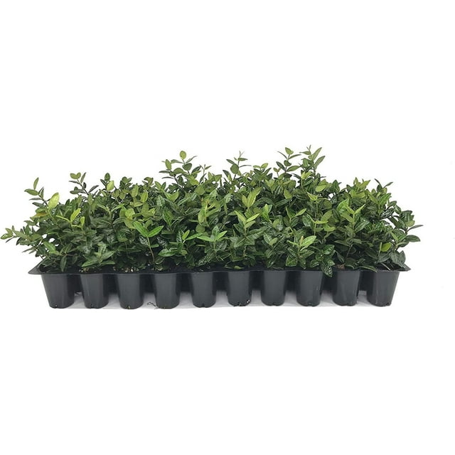 Asiatic Jasmine Minima 10 Live Plants Trachelospermum Asiaticum
