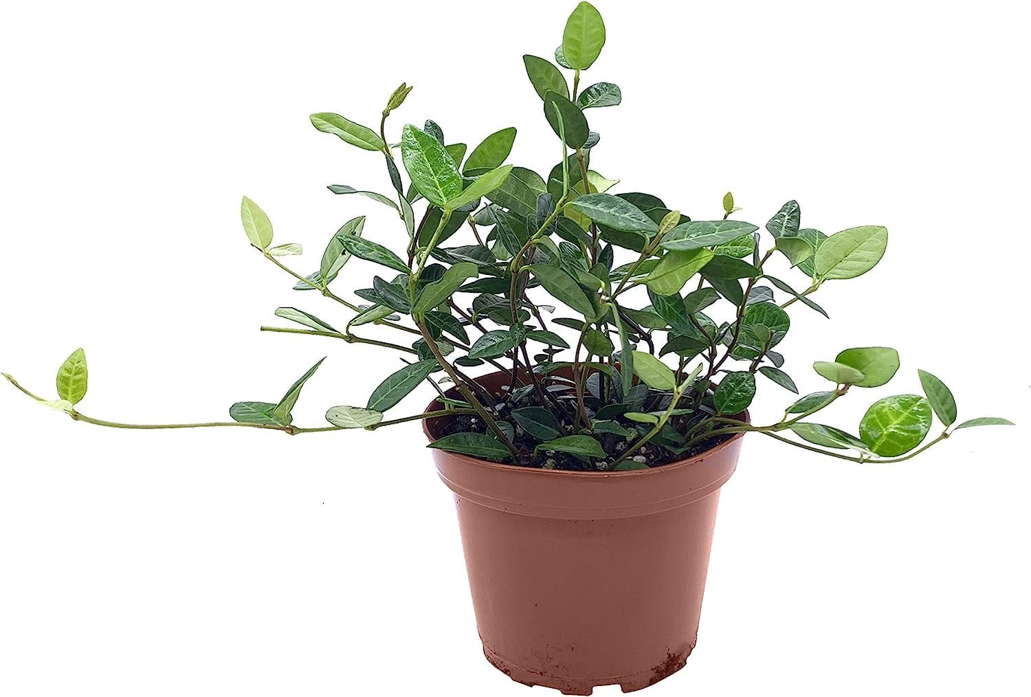 Asiatic Jasmine Minima 5 Live 4 Inch Plants Trachelospermum