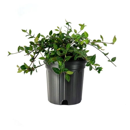 Asiatic Jasmine Minima I 1 Large Gallon Size Plant I Trachelospermum Asiaticum I Live Dense, Evergreen Foliage - Perfect for Lawn Substitutes and Erosion Control