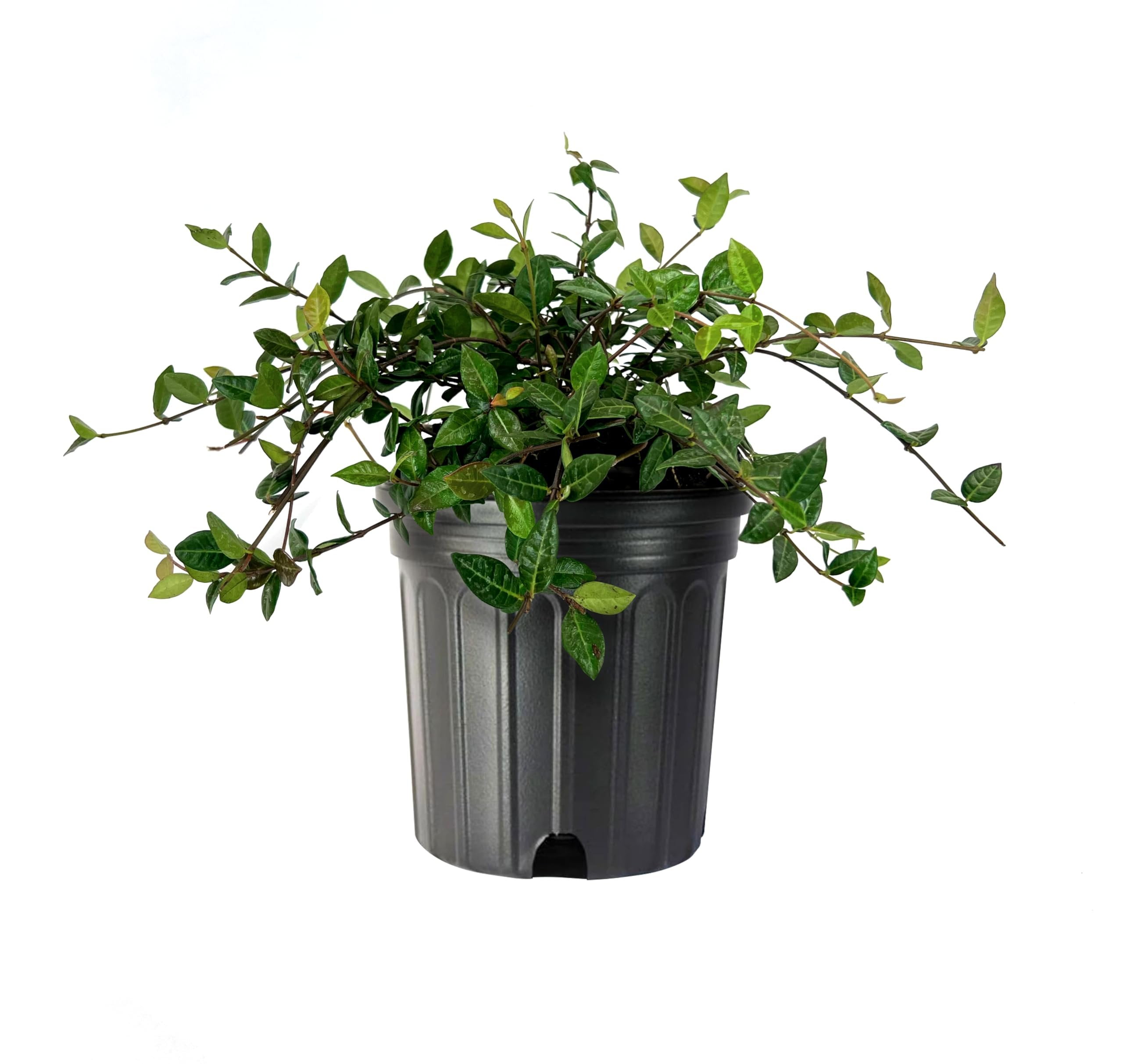 Asiatic Jasmine Minima I 3 Large Gallon Size Plants I Trachelospermum Asiaticum I Live Dense, Evergreen Foliage - Perfect for Lawn Substitutes and Erosion Control