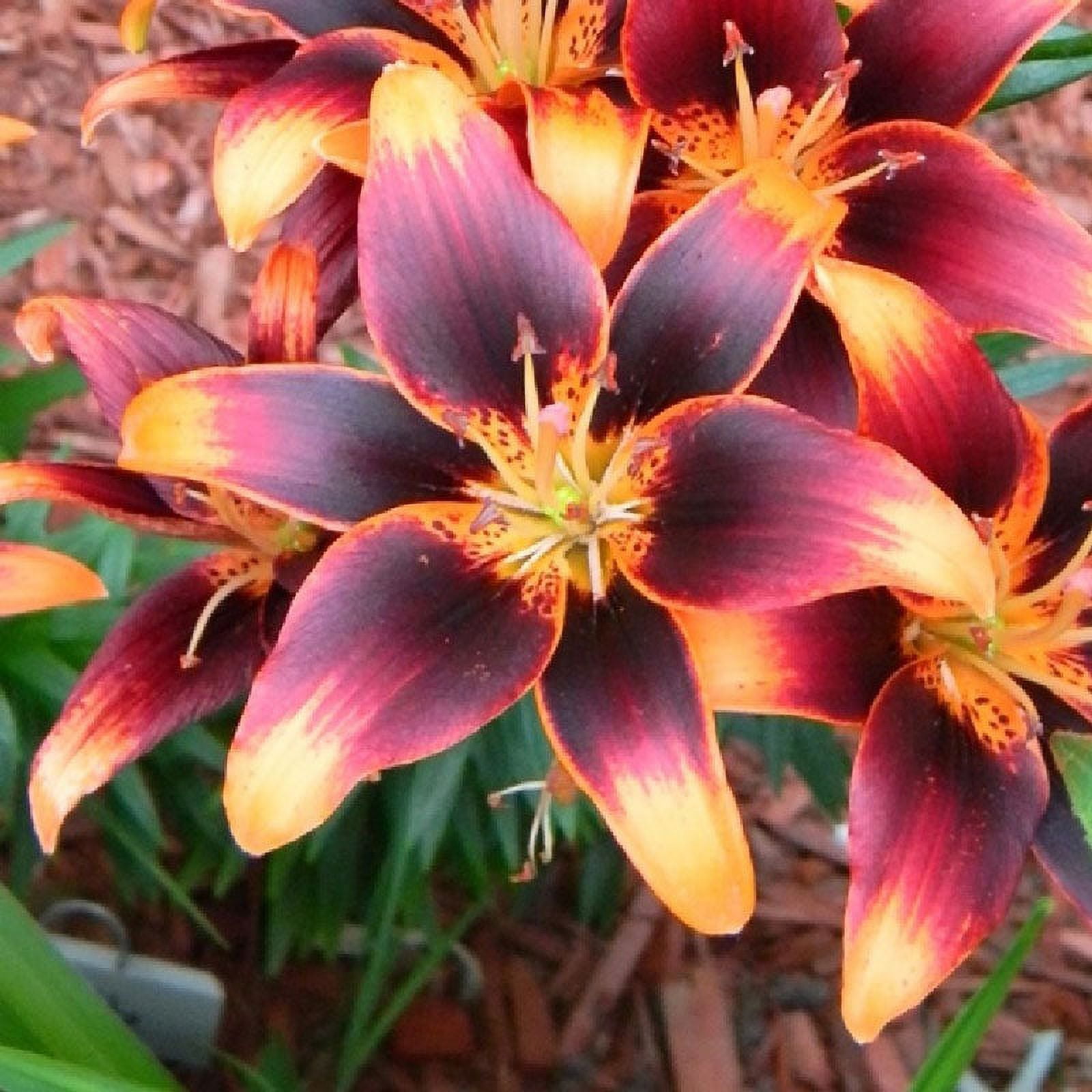 Eden Brothers Asiatic Lily Bulbs (Fall-Planted) - Starlette Eden Brothers Asiatic Lily Bulbs (Fall-Planted) - Starlette