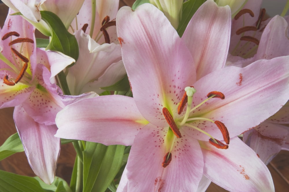 Asiatic Lily Canvas Art - Michael Interisano Design Pics (19 x 12)