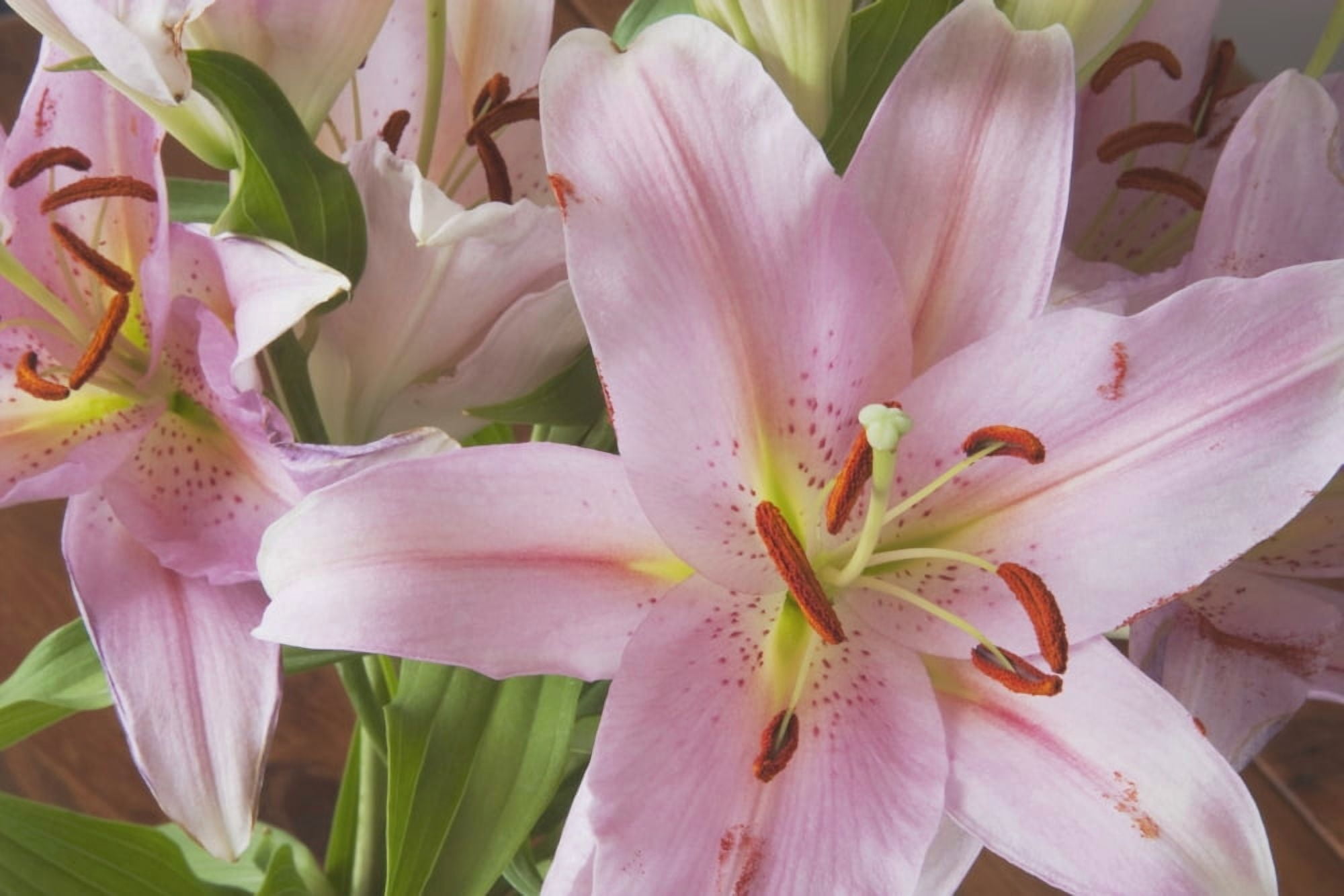 Asiatic Lily Canvas Art - Michael Interisano Design Pics (38 x 24)