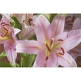 thumbnail image 1 of Asiatic Lily Poster Print 38 x 24, 1 of 1