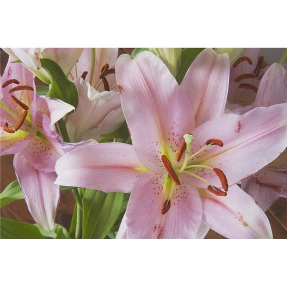Asiatic Lily Poster Print 38 x 24