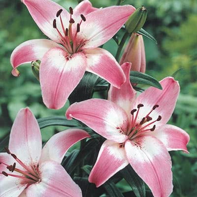 Pink Lily of The Valley Flower Seeds F1 Heirloom Rare Perennial Exotic  Flower
