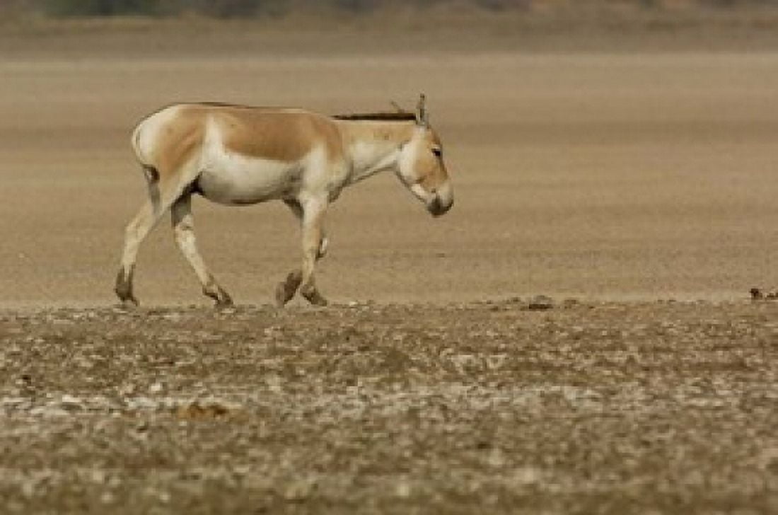 Asiatic Wild Ass Donkey Gujarat INDIA Canvas Art - Pete Oxford  DanitaDelimont (29 x 19)