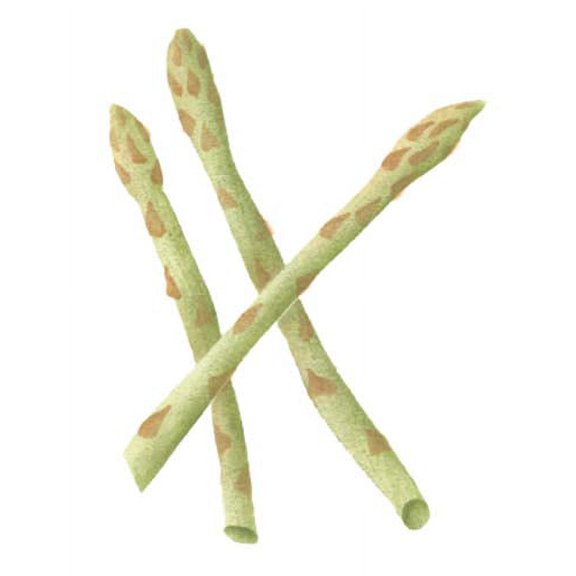 Asparagus Craft Stencil SKU #1259R by Designer Stencils