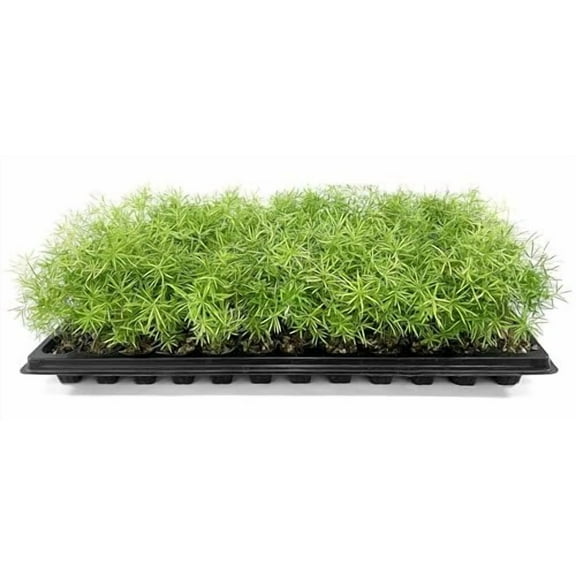 Fern Sprengeri  3 Live Plants  Asparagus Densiflorus  Evergreen Ornamental Fern  Lush Green Foliage for Hanging Baskets & Borders