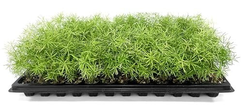 Fern Sprengeri  30 Live Plants  Asparagus Densiflorus  Evergreen Ornamental Fern  Lush Green Foliage for Hanging Baskets & Borders