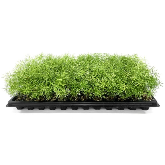Fern Sprengeri 40 Live Plants Asparagus Densiflorus Evergreen Ornamental Fern Lush Green Foliage for Hanging Baskets & Borders