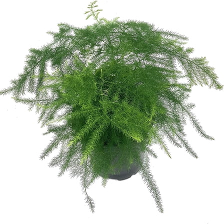 Asparagus Fern - Live Plant in a 4 Inch Pot - Asparagus Plumosus Setaceus - Rare and Exotic Ferns from Florida - Beautiful Clean Air Indoor Outdoor Ferns