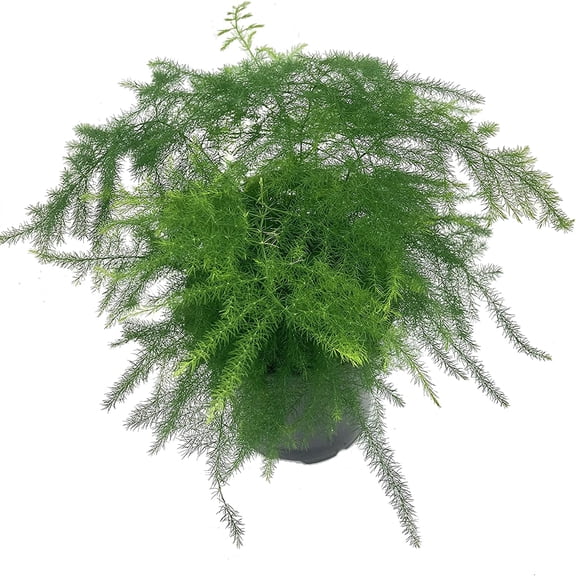 Asparagus Fern - Live Plant in a 4 Inch Pot - Asparagus Plumosus Setaceus - Rare and Exotic Ferns from Florida - Beautiful Clean Air Indoor Outdoor Ferns