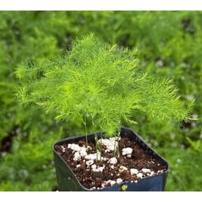 Asparagus Fern Plant Climbing Asparagus Live Rare Houseplant in 2" Pot