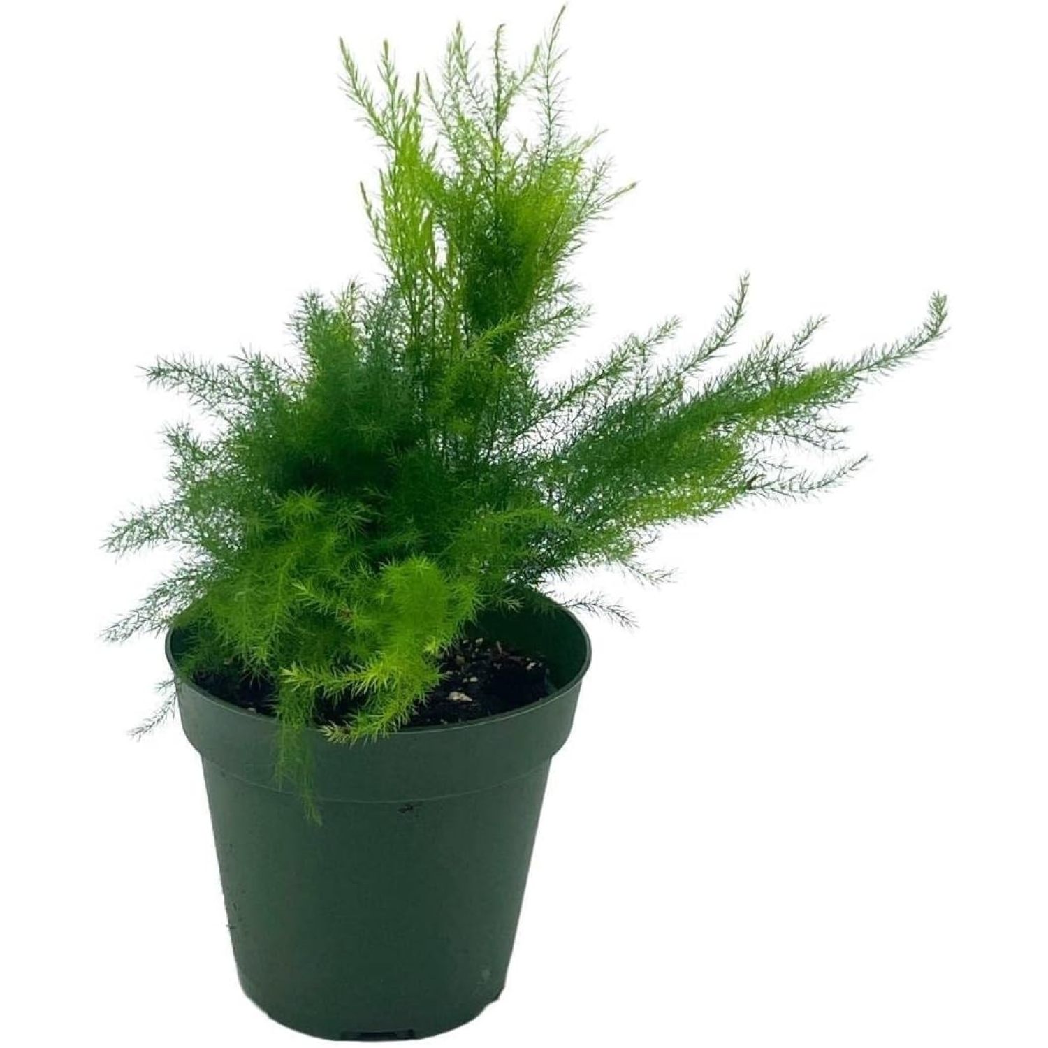 Asparagus Fern Plumosa, Asparagus setaceus, 4 inch, lace Fern, Climbing