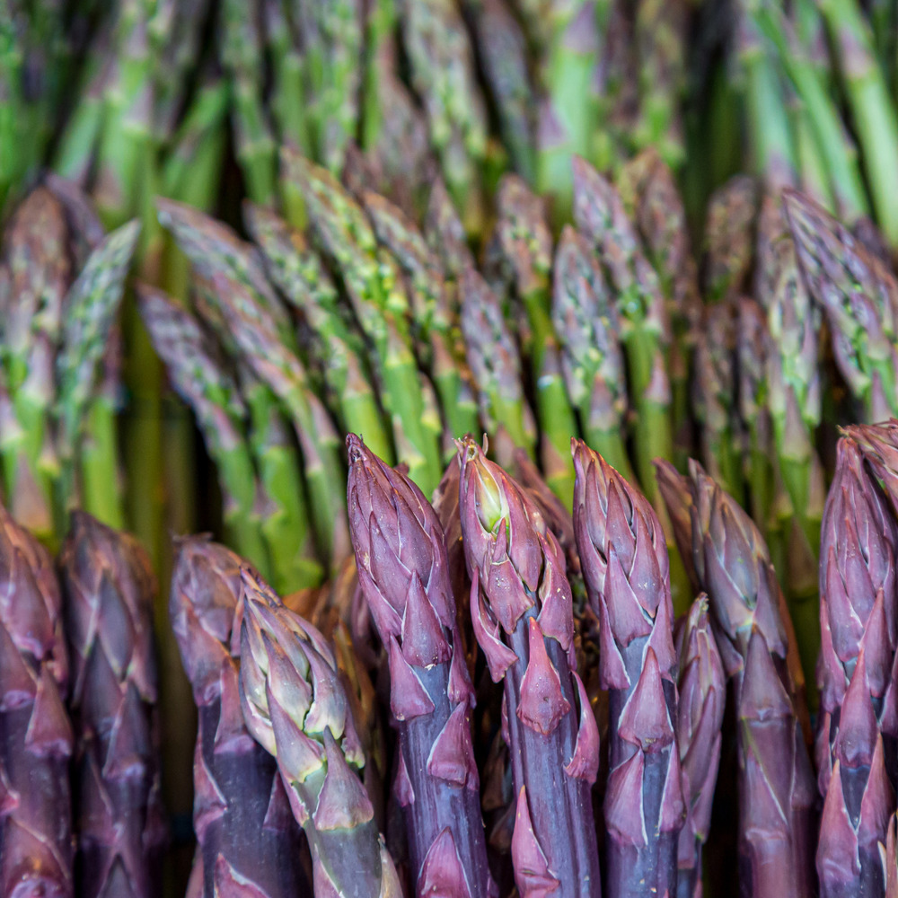 Asparagus Garden pack Jersey Knight, Mary Washington, Purple Passion