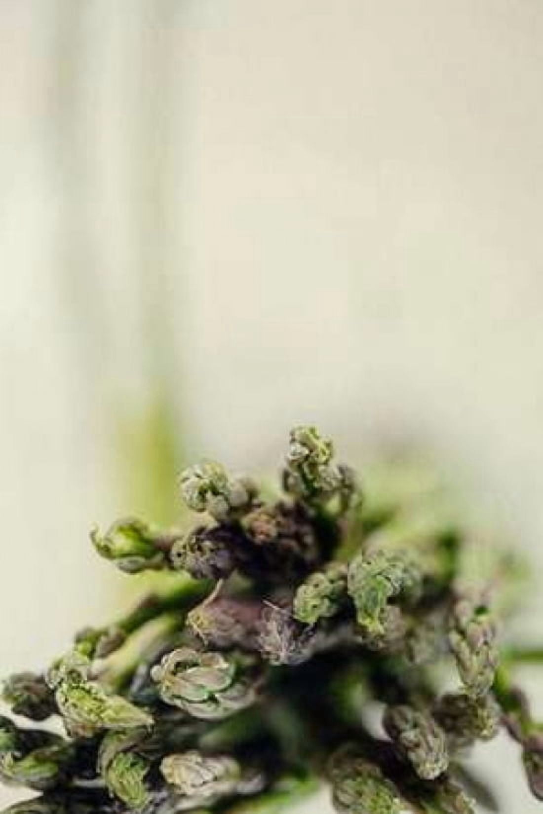 Asparagus I Canvas Art - Roberta Murray (24 x 36)