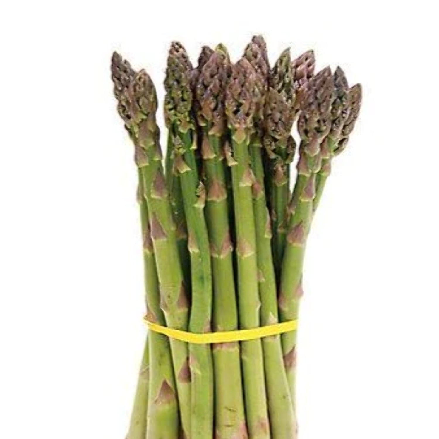 Asparagus 'Jersey Knight'
