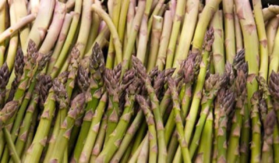 Asparagus Marlborough South Island New Zealand Canvas Art - Lee Foster DanitaDelimont (22 x 13)