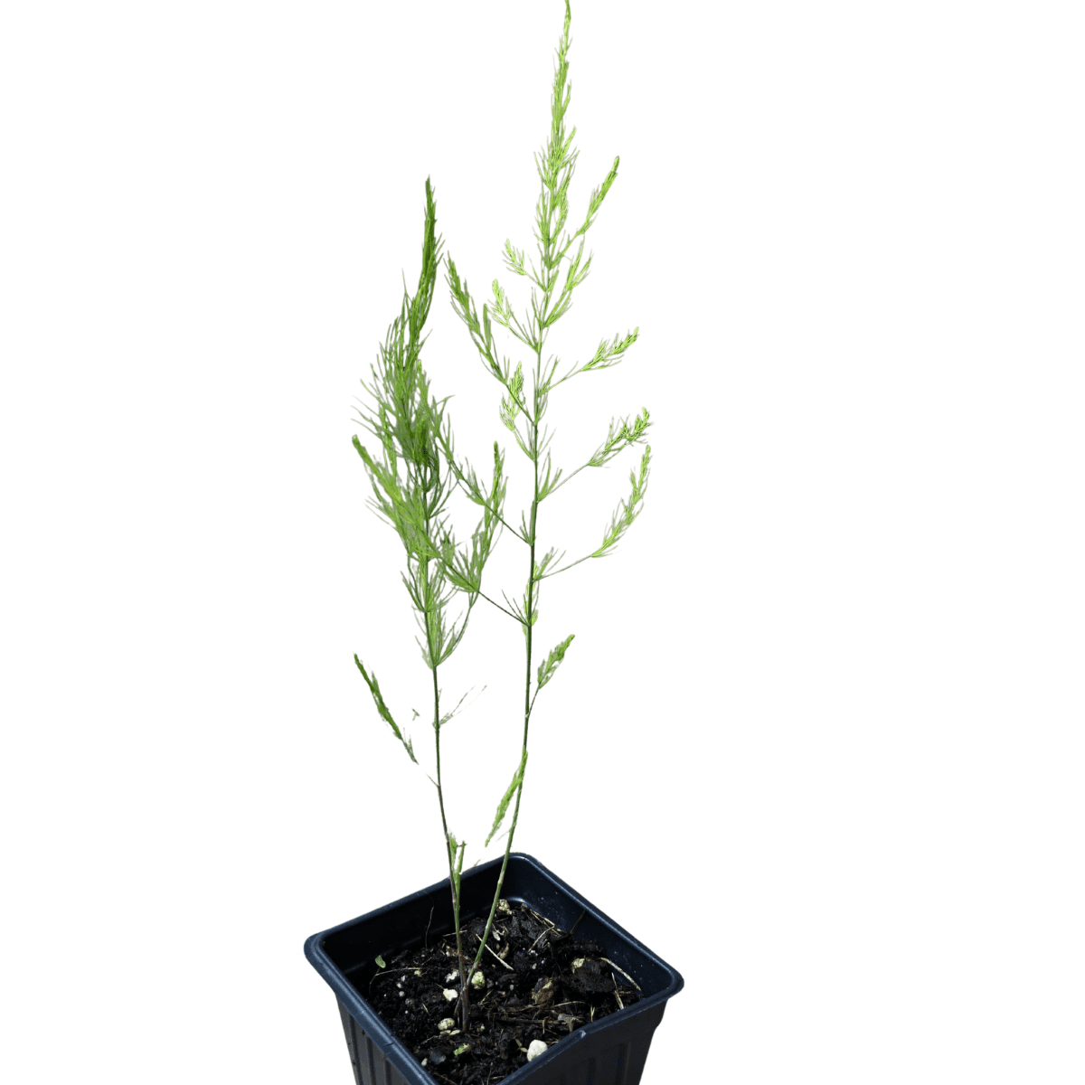 plant stand wooden indoor Indoor 6 Tier Wooden Plant Home Decor Stand  Wild City Plants